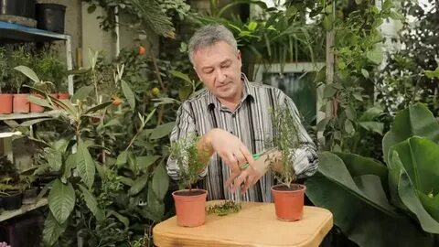 Передача про дачу