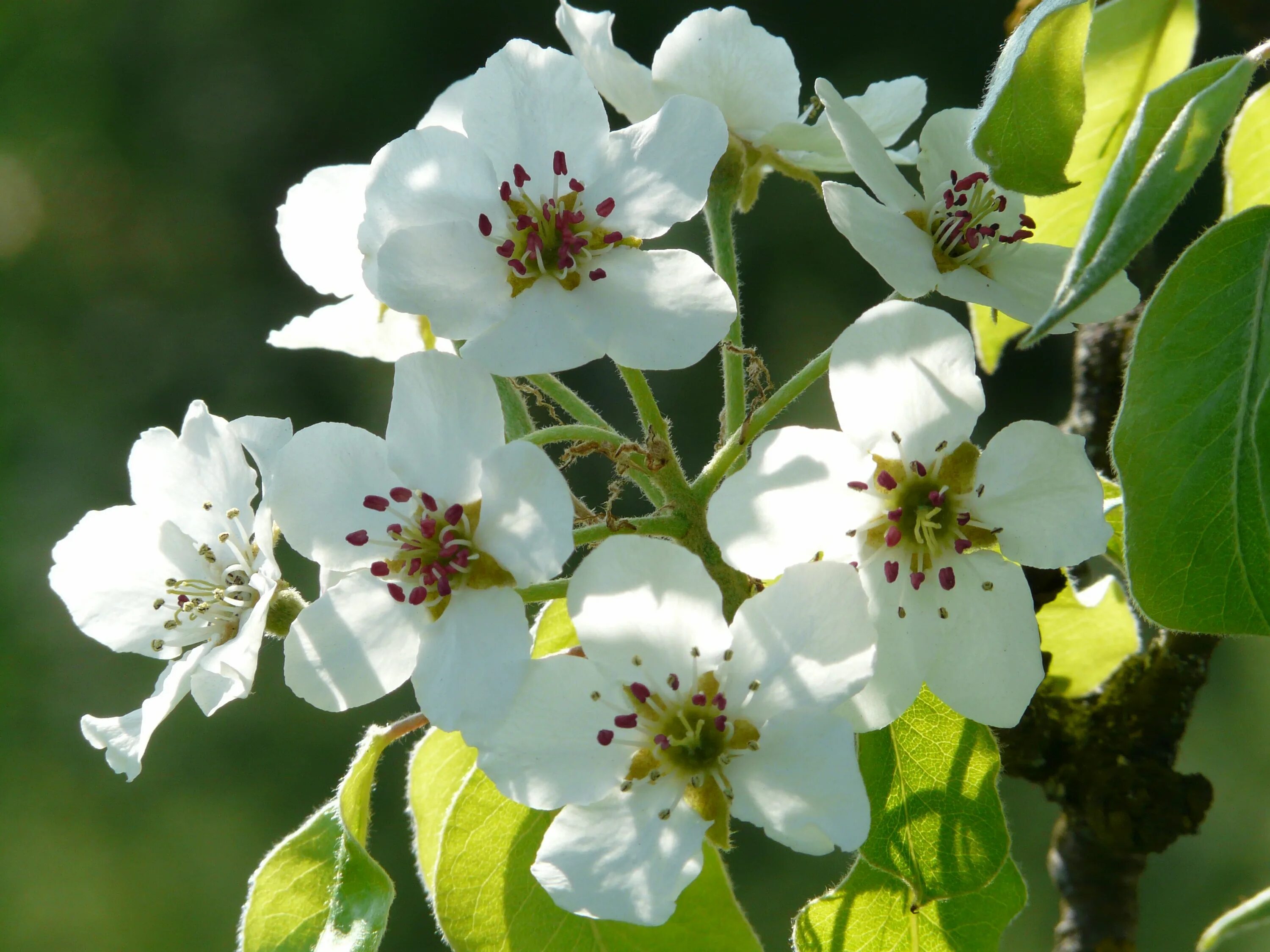 Love blooming pear