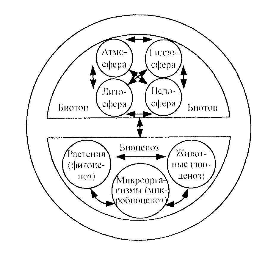 Компоненты биогеоценоза схема. Схеме структуры биогеоценоза (экосистемы):. Схема биогеоценоза по в.н Сукачеву. Структура биогеоценоза схема по Сукачеву. Биогеоценоз основа