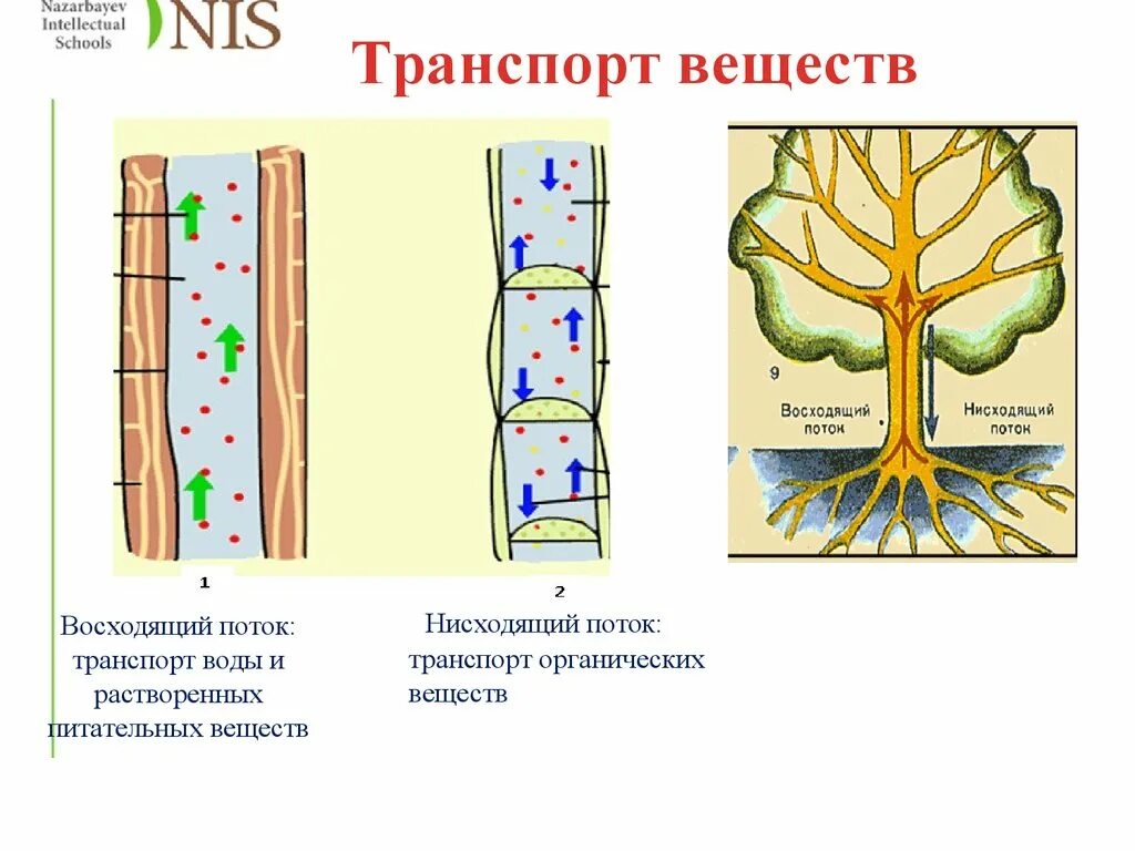 Восходящий и нисходящий ток. Транспорт веществ у растений. Восходящий и нисходящий потоки в растении. Схема транспорта веществ в растении. Восходящий транспорт веществ у растений.