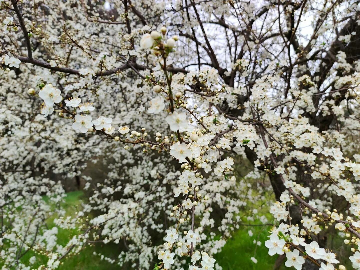 Магнолия суланжа. Дендропарк сочи цветение сакуры. Дендрарий весной в сочи фото конец апреля. Что цветет в сочи в апреле. Цветение магнолии сочи дендрарий.