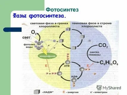 Биология 9 класс биосинтез углеводов фотосинтез конспект