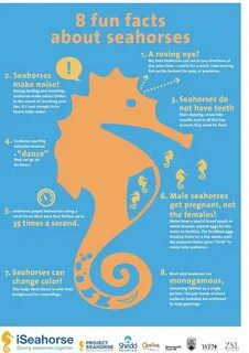 Seahorse перевод на русский