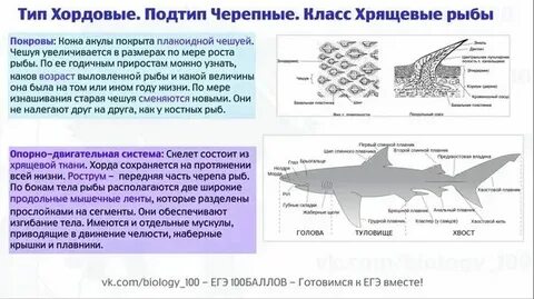 Органы выделения хрящевых рыб