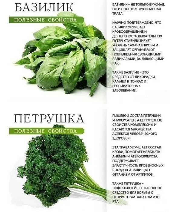 Куда использовать базилик. Чем полезен базилик. чем полезен базилик для организма. полезные свойства базилика. полезная зелень.