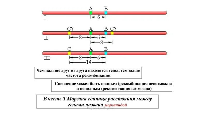 Обе пары генов расположены в разных хромосомах. Схема взаимного расположения генов в хромосоме составляющих одну. Расстояние между генами называется. Сцепленного наследования признаков при расстоянии между генами. Расстояние между генами и их схема.