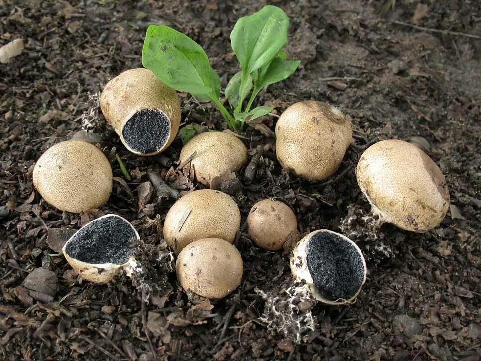 грибы поганки на участке. шампиньоны в лесу. грибы поганки на участке. корни деревьев и грибов. опята растут.