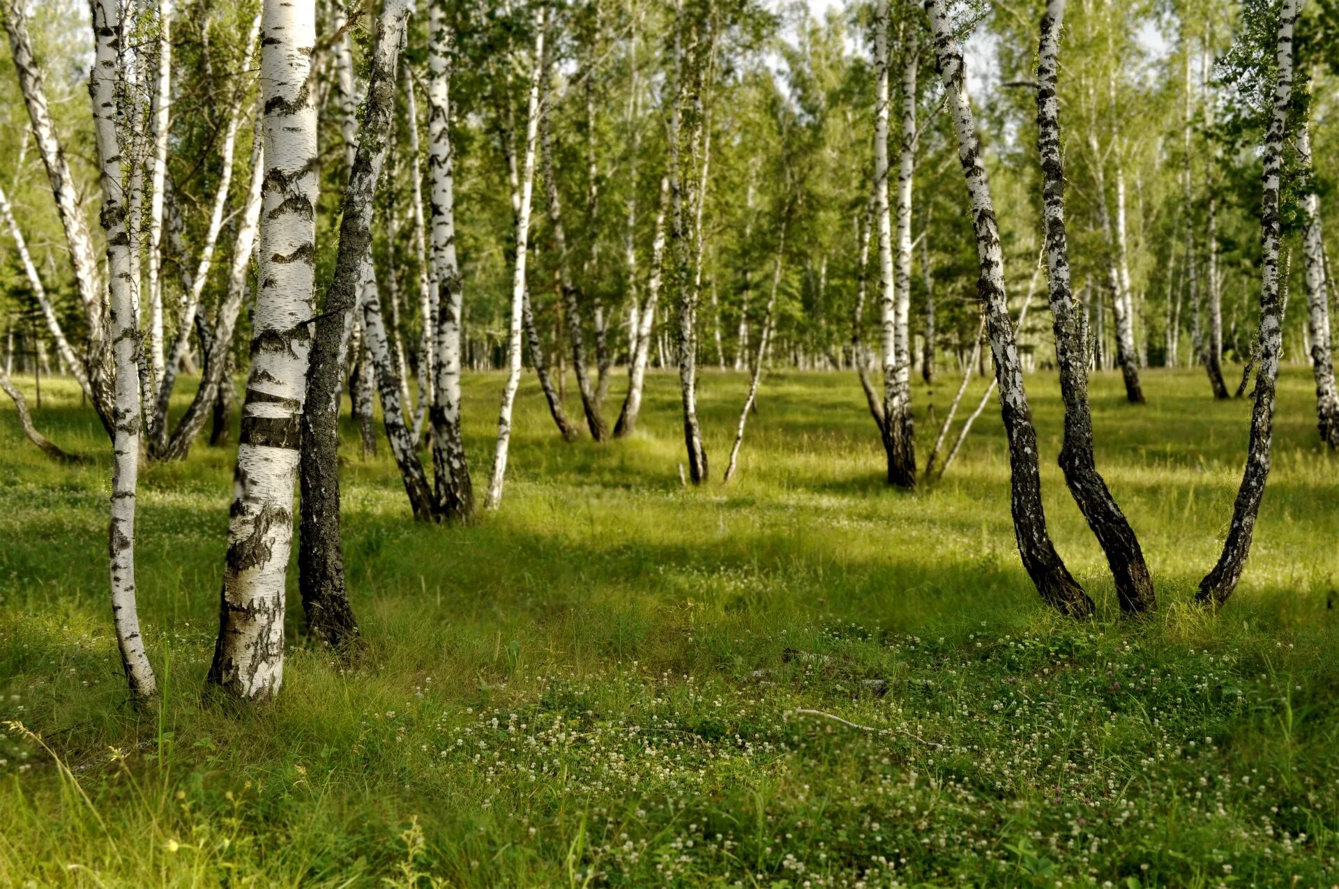 Березки нижегородская. Березовая роща Солнечная Поляна. Солнечная опушка в березовой роще. Березовый лес. Поляна с березами.