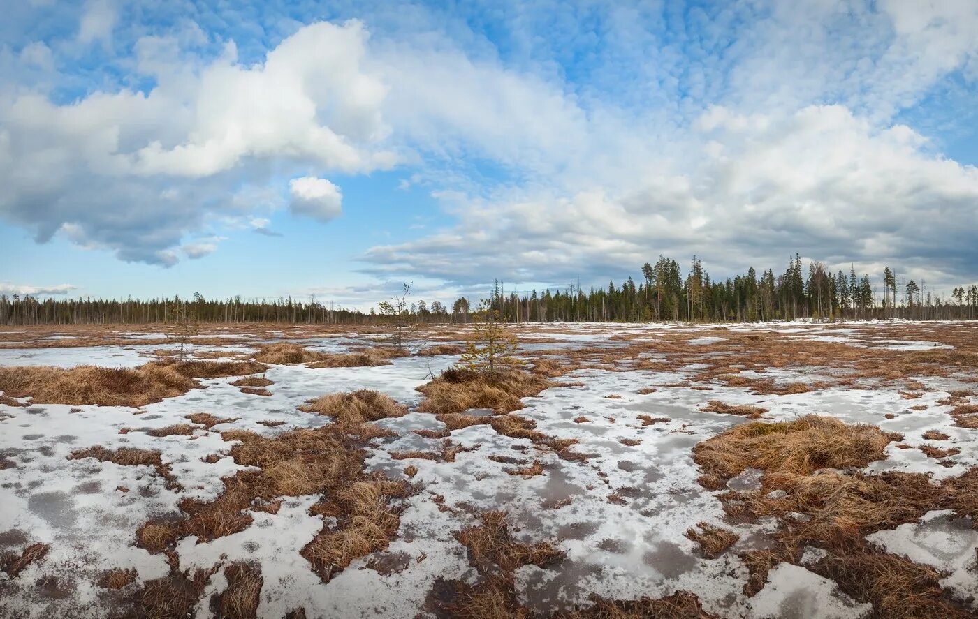 сказочное зимнее болото. болото зимой. снежное болото. замерзшее болото. васюганские болота.