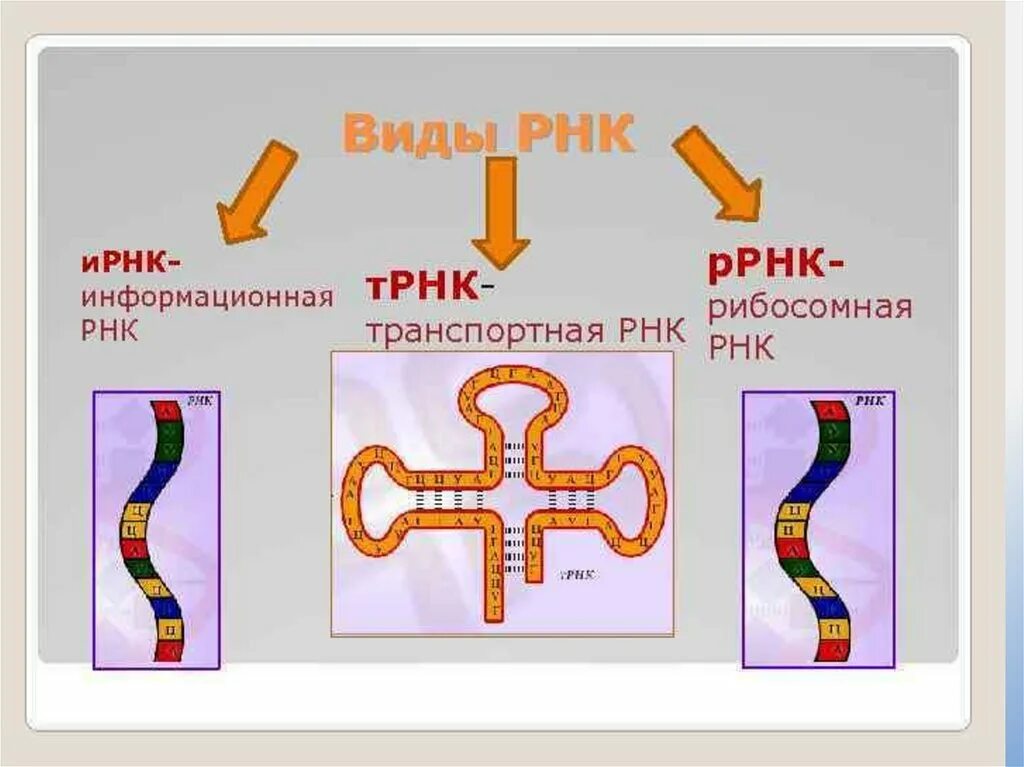 Строение РНК, типы РНК.. Строение различных типов РНК. Схема строения всех видов РНК. РНК ИРНК ТРНК РРНК кратко. Рисунок молекулы рнк