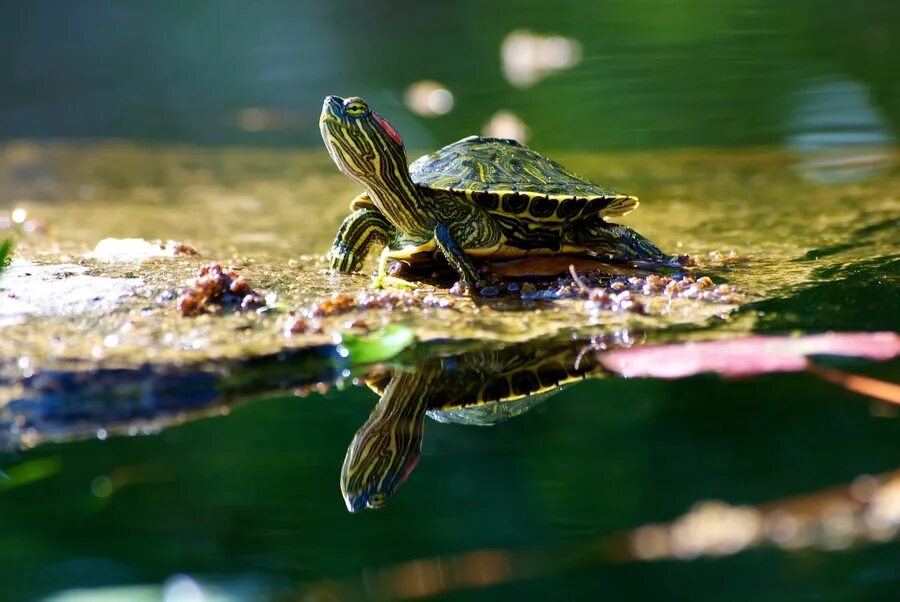 Черепахи в природе. Красноухая Пресноводная черепаха. Красноухие Черепашки. Красноухая черепаха маленькая. Черепашка красноухая маленькая.