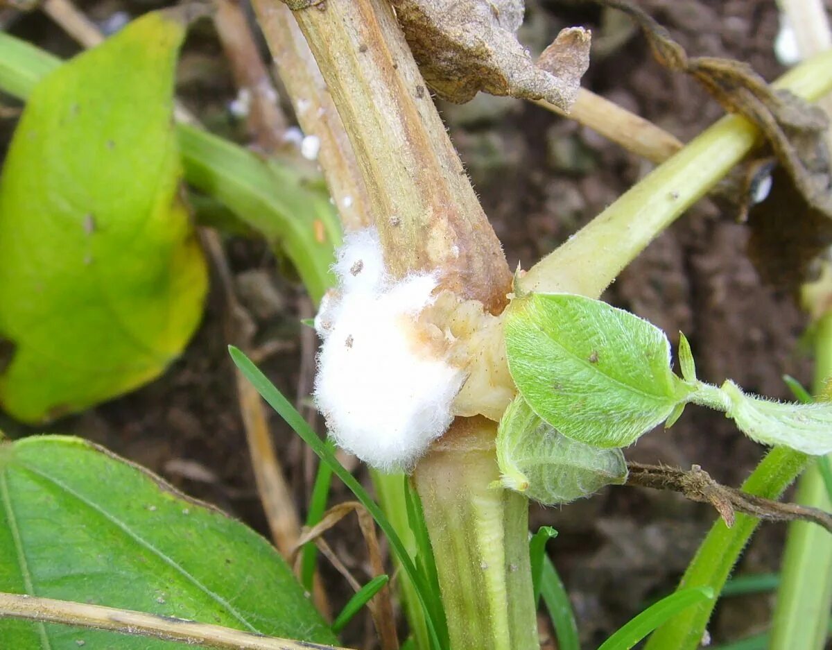 Белая гниль огурца sclerotinia sclerotiorum. Белая гниль (склеротиниоз) огурцов. Белая гниль (склеротиниоз) огурцов. Белая гниль склеротиниоз подсолнечника. Белая гниль огурца sclerotinia sclerotiorum.