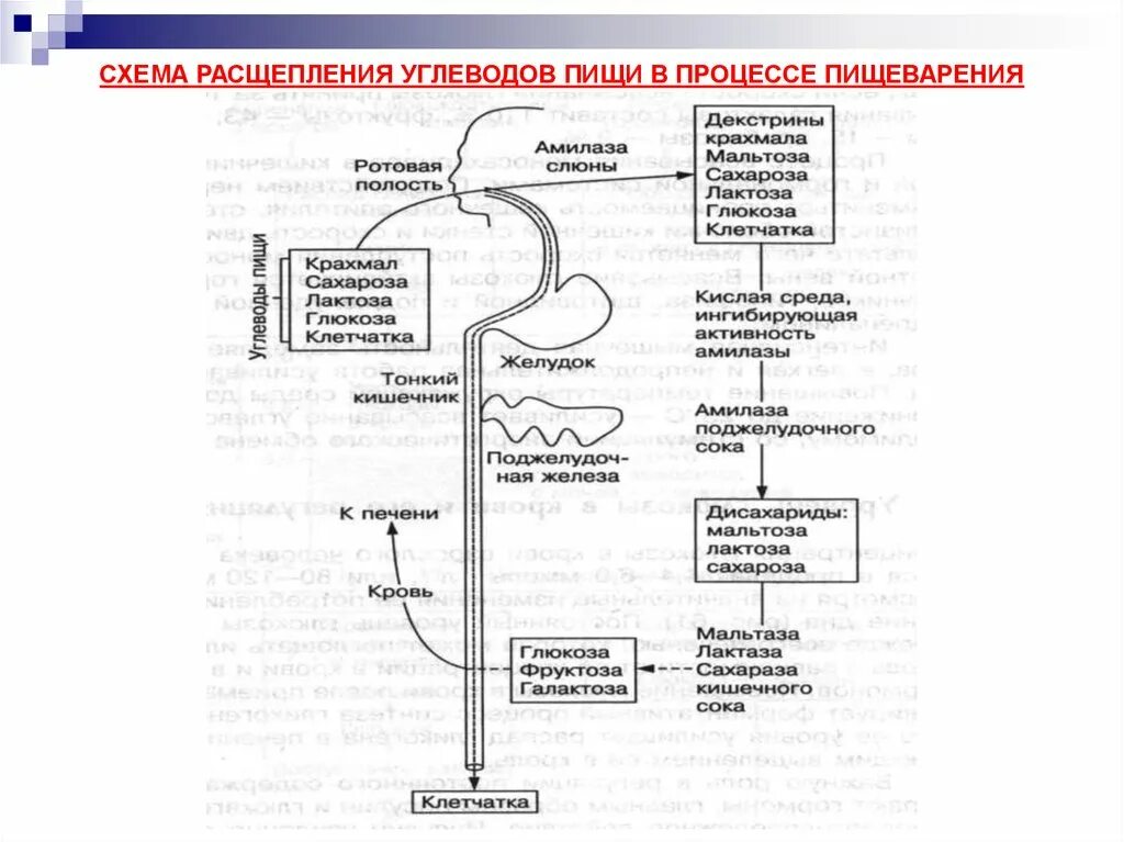 Схема расщепления углеводов в организме человека. Схема расщепления углеводов в процессе пищеварения. Схема переваривания белков жиров и углеводов. Схема расщепления углеводов в пищеварительном. Этапы расщепления пищи