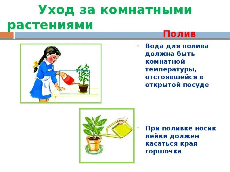 Сколько раз поливать растение. Полив комнатных растений схема. Поливать комнатные растения. Правилами полива комнатных растений.. Правило полива растений.