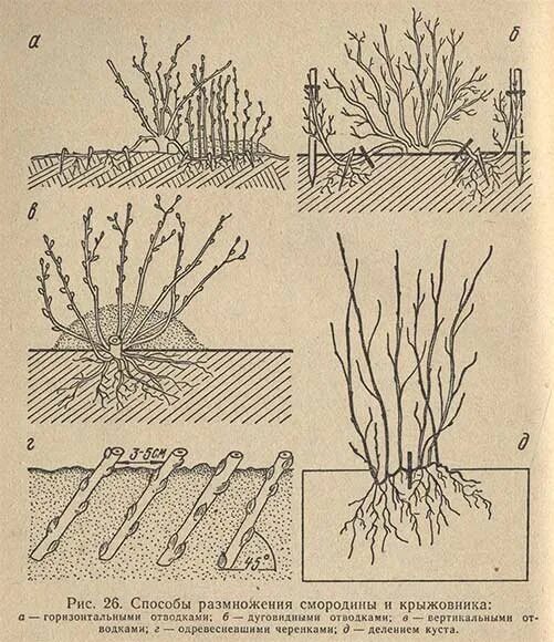 Можно ли сажать смородину с крыжовником. Черенками смородины отводками крыжовник. Размножение смородины крыжовника отводками. Отводки куста крыжовника. Отводками куста крыжовника..