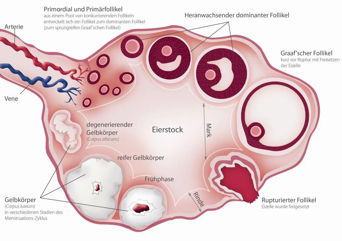 Фолликул анатомия. Цикл развития фолликула в яичнике. Схема развития фолликула. Строение фолликула яичника. Фолликулы созревают в