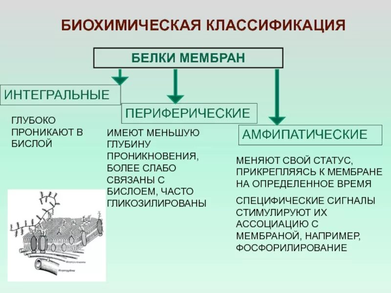 Периферические белки мембраны выполняют функции. Периферические белки мембраны выполняют функции