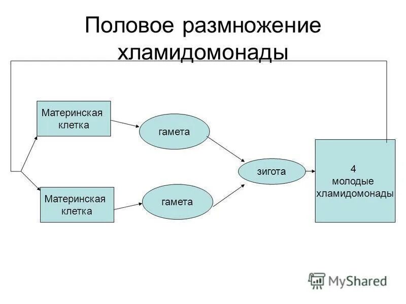 Презентация по биологии 7 класса "Кишечнополостные"