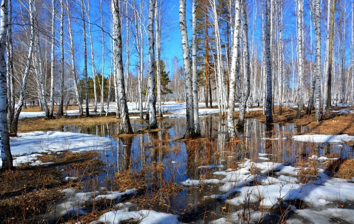 Весенняя Проталинка Левитана. Апрельские проталины. Весенний лес. Апрель фото природы красивые