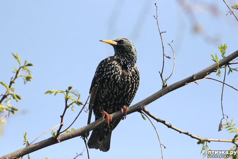 Птицы вестники весны. Скворец Перелетная птица. Starling - скворец (*у Сталина длинный птичий нос был). Скворец для детей.