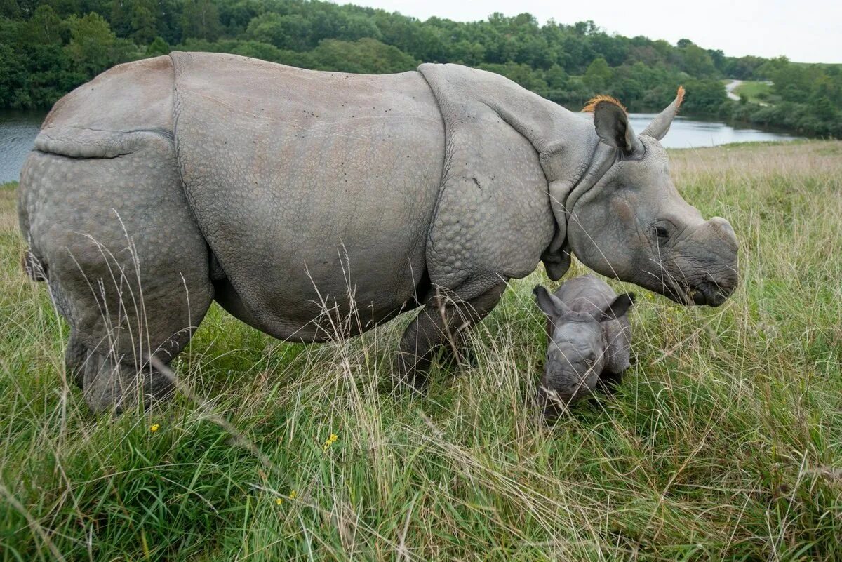 Сделай носорог. Однорогий индийский носорог. Панцирный носорог. Белый яванский носорог. Носорог яванский Индонезия.