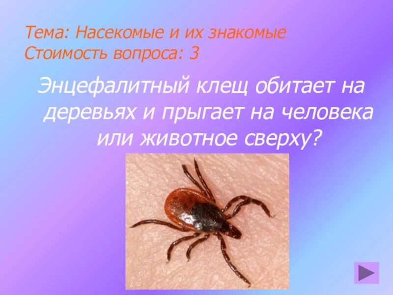 Как отличить энцефалитного клеща от обычного. Размер клеща энцефалитного. энцефалитный клещ презентация.