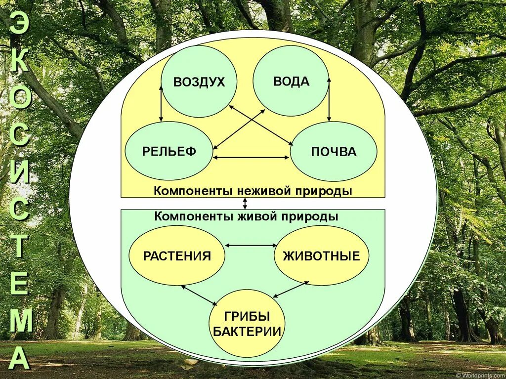 Взаимосвязи в природе. Живые и неживые компоненты экосистемы. Экосистема живой природы. Экосистема компоненты живой природы.