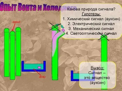 Химический сигнал