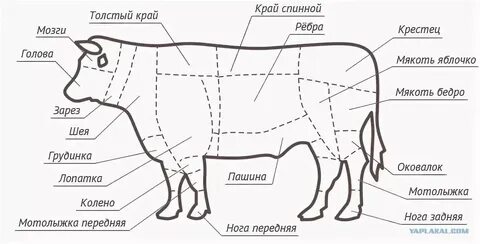 Где находится говядина