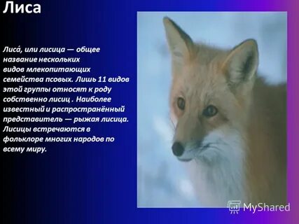 Лисьи какое имя