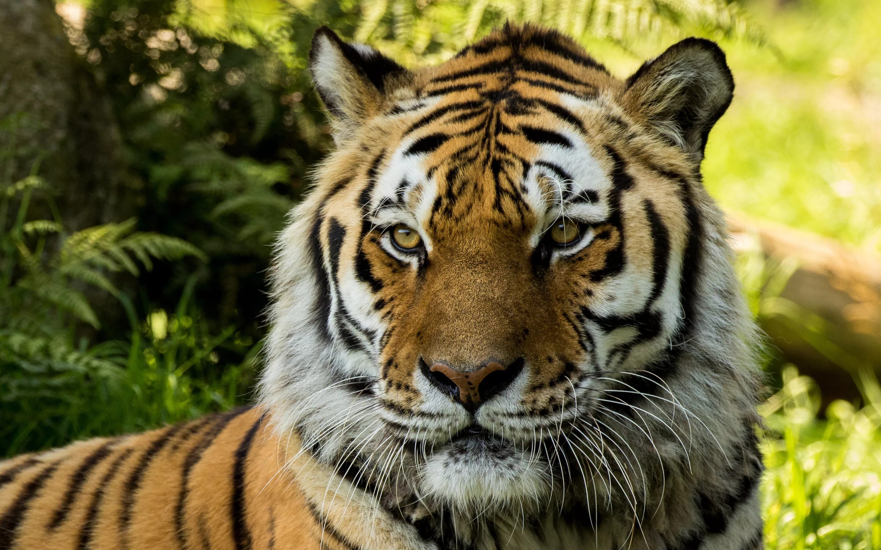Амурский тигр фото. Уссурийский тигр. Сибирский тигр. Уссурийская Тайга Амурский тигр. Тигровый картинка