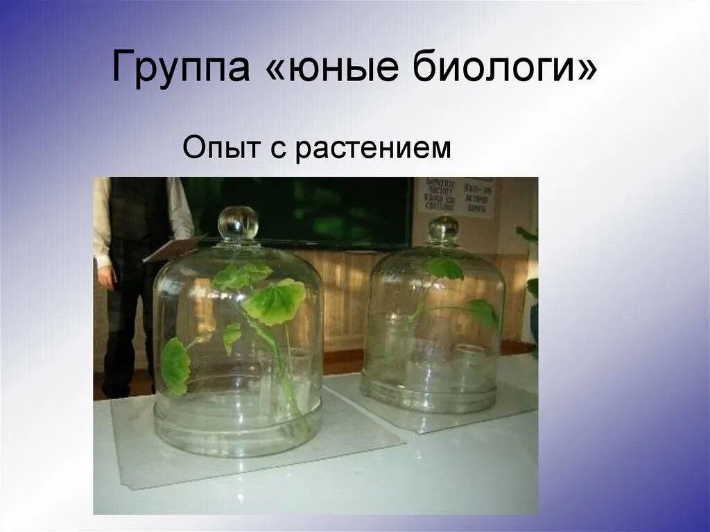 Опыт на уроке биологии. Опыт по биологии 6 класс дыхание растений. Опыты с растениями. Эксперименты с растениями. Опыты по дыханию растений.