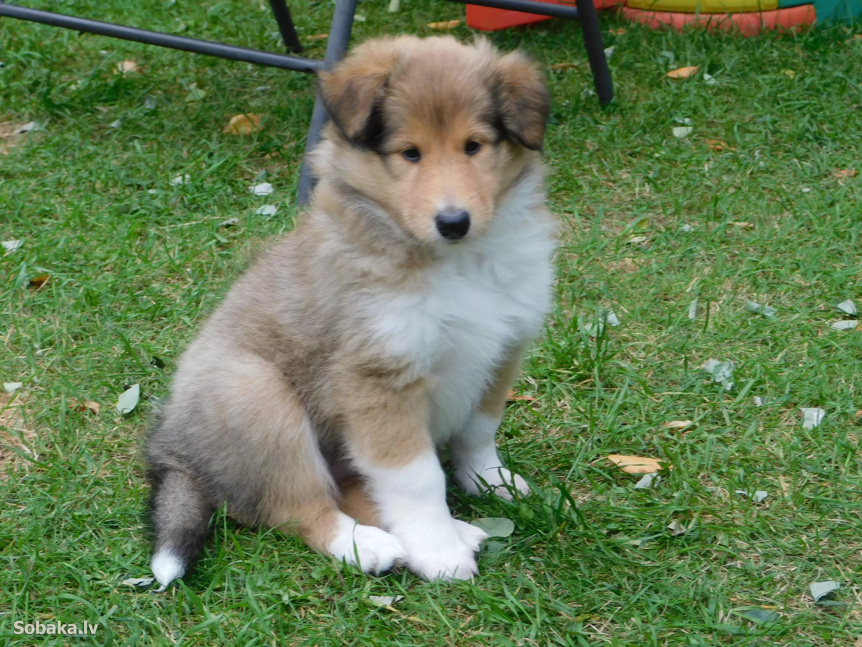 Щенок колли 3 месяца. Колли 5 месяцев. Щенок колли 2 месяца. Колли 5 месяцев. Колли собака щенок 6месецов.