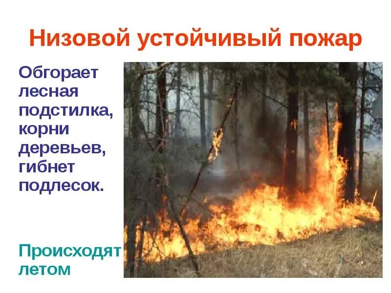Что происходит при низовых лесных