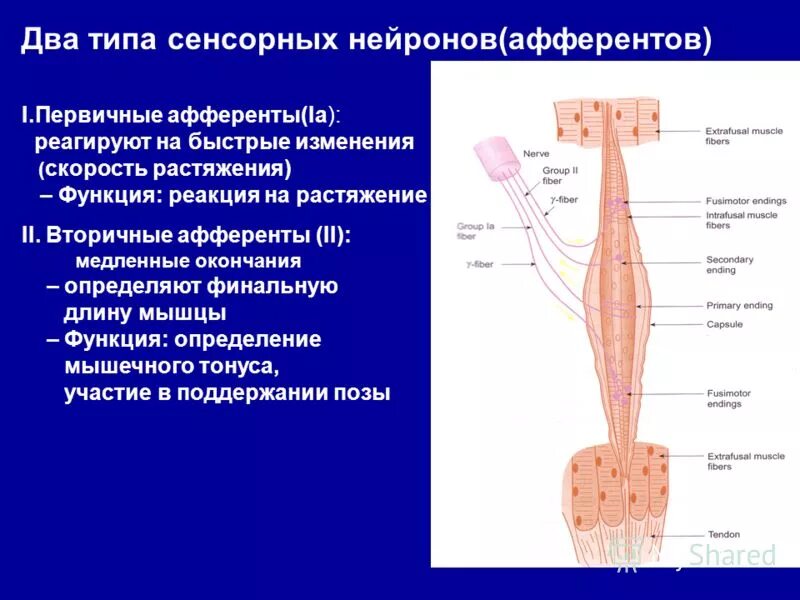 Сенсорный тип. 4 типа сенсорных систем. 4 типа сенсорных систем. Сенсорные системы организма человека. Анализатор это сенсорная сис.