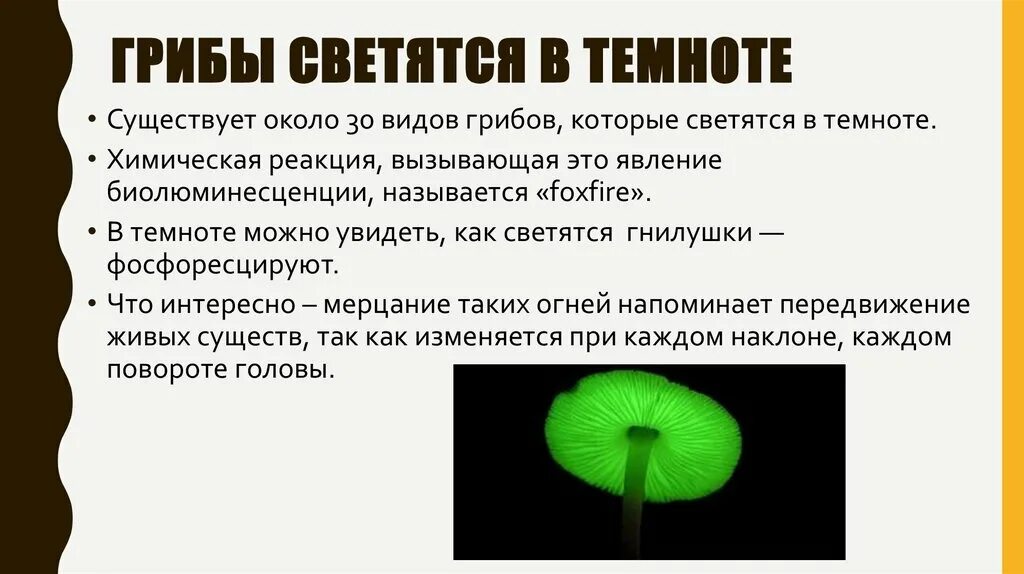 Интересные факты о грибах. Интересные факты о грибах 5 класс. Сообщение о грибах интересные факты 3 класс. Интересные факты о грибах 5 класс биология доклад. Какие есть интересная информация