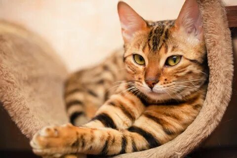 Красивые картинки котов (60 фото)