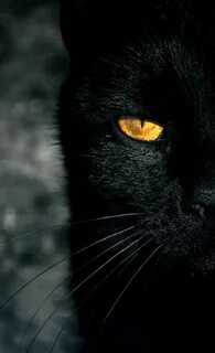 Черные кошачьи