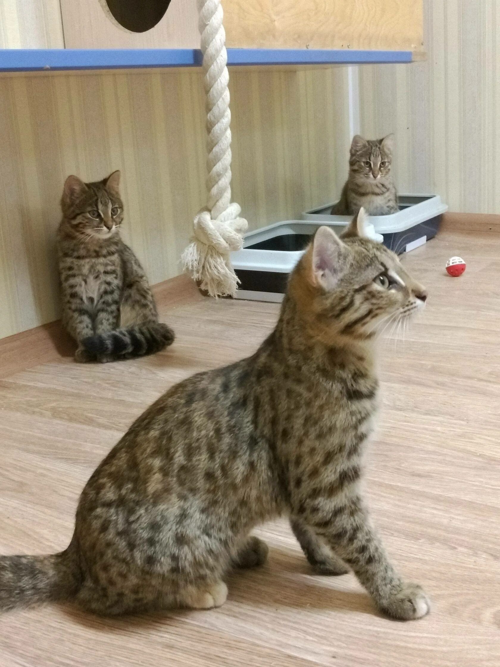 Уссурийская кошка. Дальневосточная бенгальская кошка. Порода уссури кошек. Кошка уссури уссури. Дальневосточный амурский лесной кот.