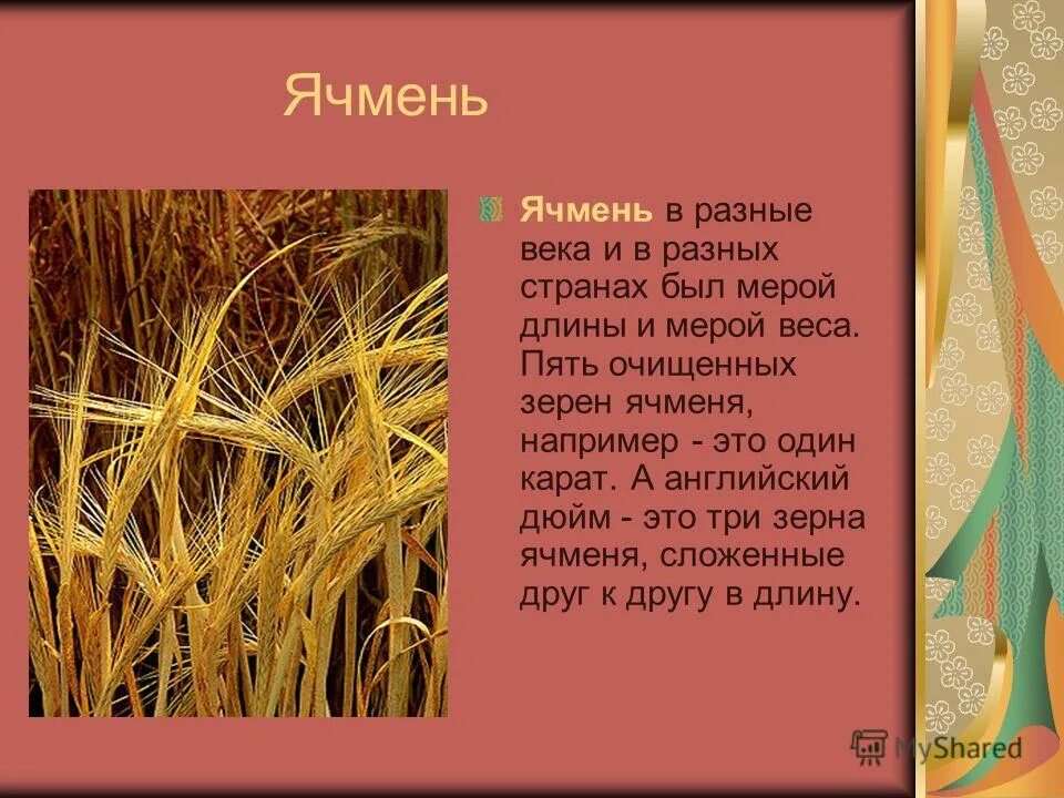 Сообщение о ячмене. Ячмень культура зерновая. Звуко-буквенный разбор слова ячмень. Интересные факты о злаках. Слова ячмень.