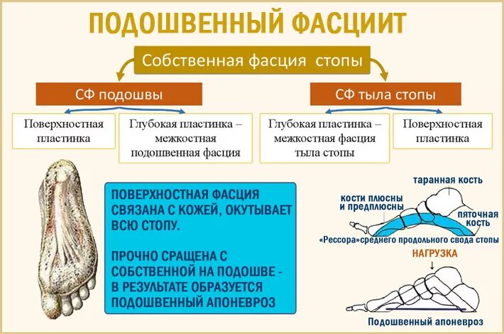 Свод пятки. Апоневроз стопы анатомия. Плантарный фасциит (подошвенный фасциит). Подошвенный апоневроз стопы. Воспаление фасции стопы.