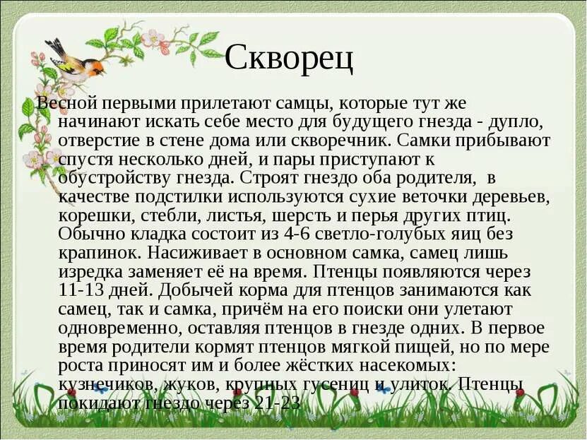 Рассказ скворцы краткое содержание. Птицы весной сочинение. Рассказ про аиста. Рассказ о скворце весной. Коротко о скворце для детей.