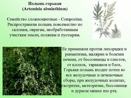 Полынь систематика