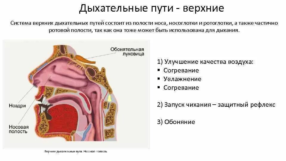 Слизистые оболочки верхних дыхательных путей это. Слизистых оболочек верхних дыхательных путей. Дыхательные пути и строение носовой полости. Дыхательные пути носовая полость строение и функции.