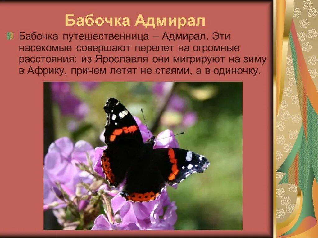 Цветок бабочка рассказ. Бабочка Адмирал рассказ для 2 класса. Сообщение о бабочке. Интересные сведения о бабочках. Рассказ о бабочке.