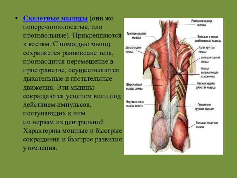 Скелетные мышцы прикрепляются с помощью. Прикрепление мышц к скелету. произвольные мышцы. мышцы прикрепляются к костям с помощью. скелетные мышцы человека прикрепляются к костям.