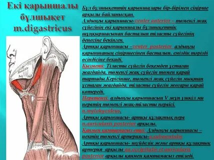 Тұрған кисканың фотосы