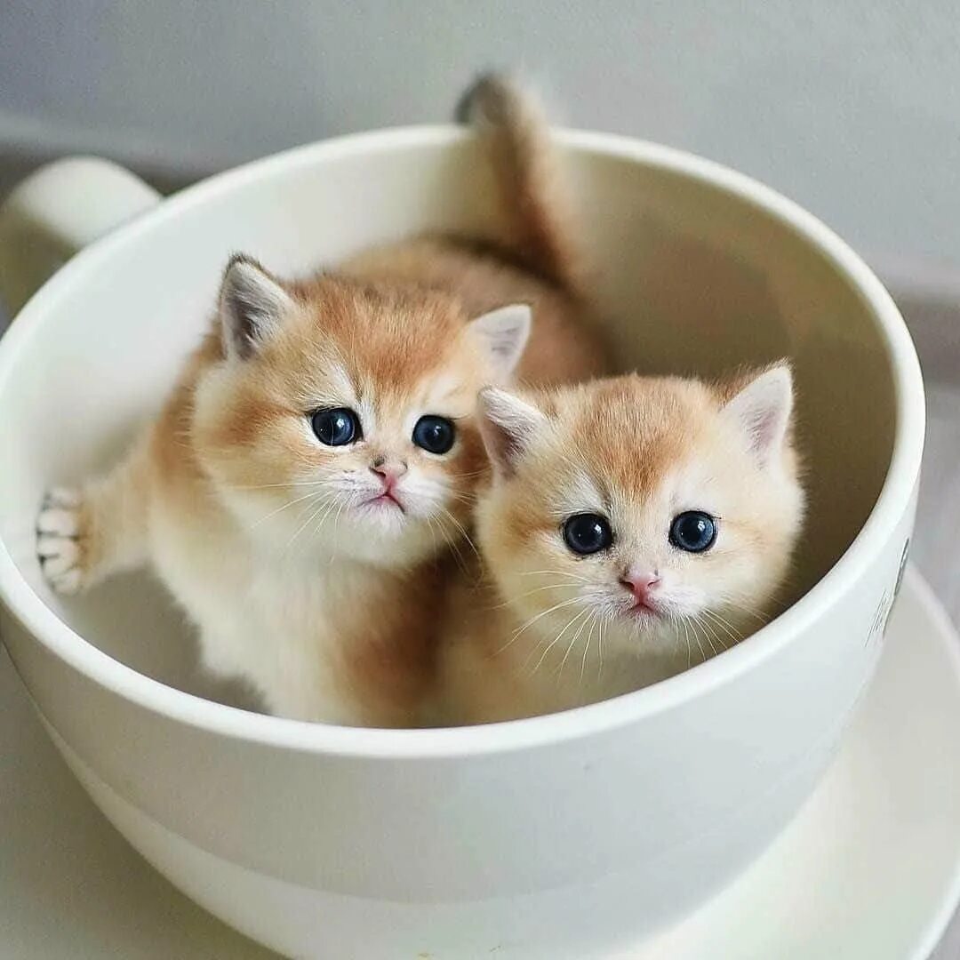 Какие нибудь кошечки