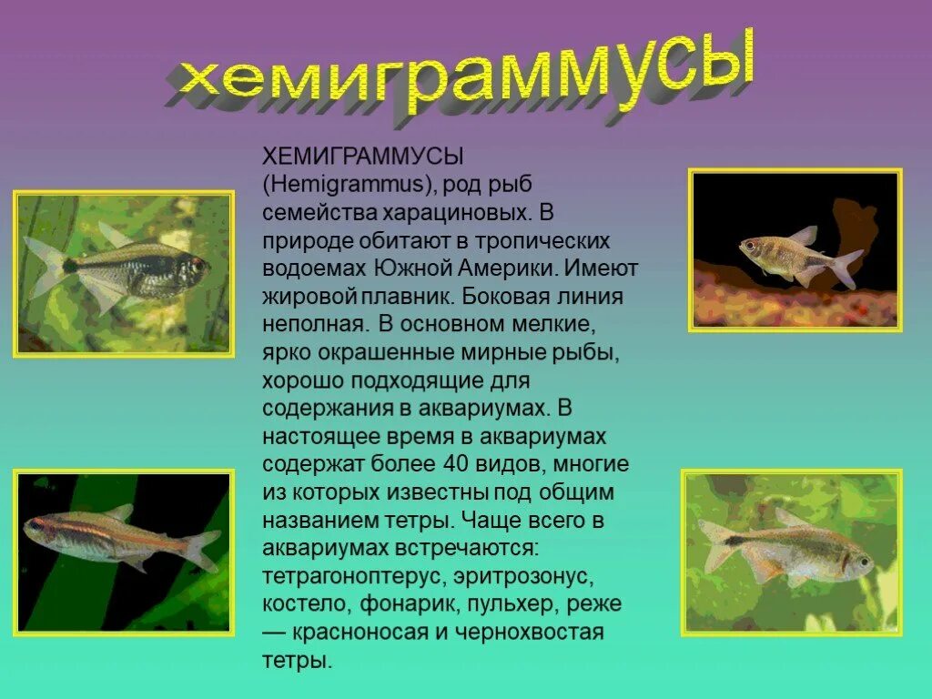 Род рыб. Роды рыб. Семейство тропических рыб биология. Биология рыб род. Рыбы 11 класс