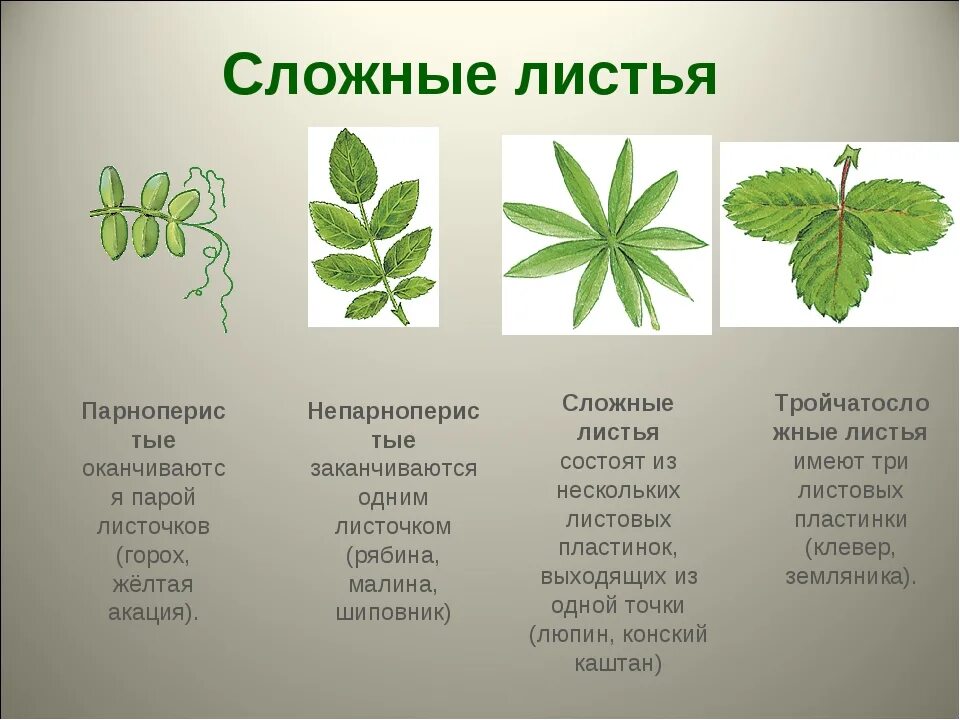 Лиственные преобладающие виды растений. Строение парноперистого листа. ПАРНОПЕРИСТЫЙ сложный лист. Внешнее строение листа простые и сложные листья. Конский каштан жилкование.